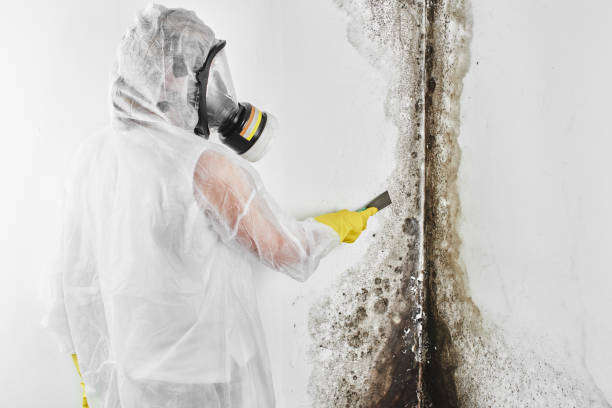 Best Kitchen Mold Remediation in Kingstree, SC