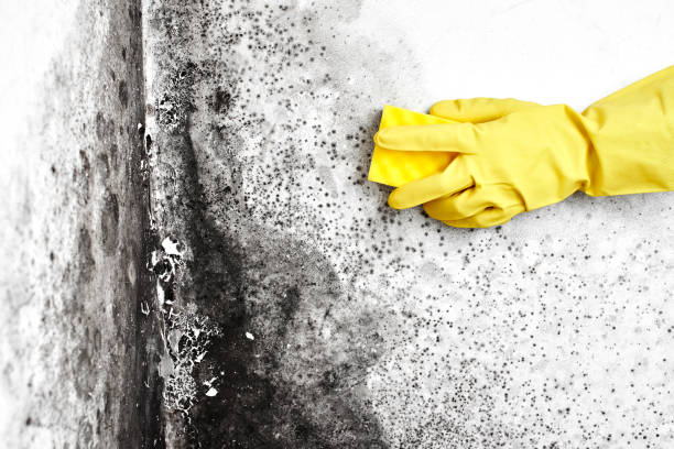 Best Kitchen Mold Remediation in Kingstree, SC