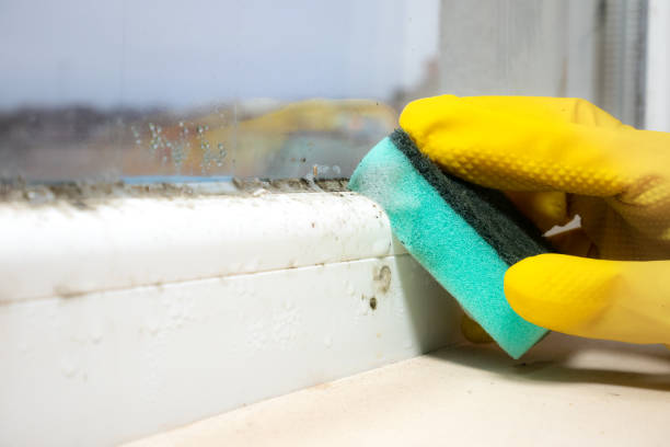 Best Post-Flood Mold Remediation in Kingstree, SC