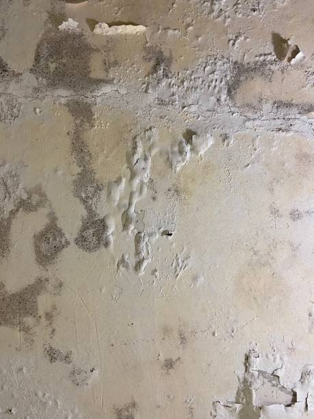 Best Residential Mold Remediation in Kingstree, SC