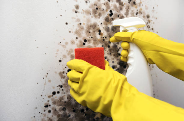 Best Emergency Mold Remediation in Kingstree, SC